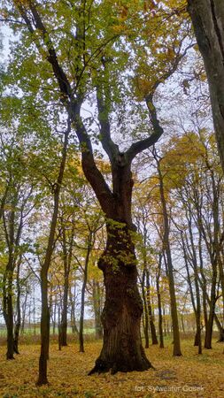 Dewajtis in autumn